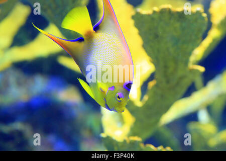 Königin-Kaiserfisch (Holacanthus Ciliaris) in Japan Stockfoto