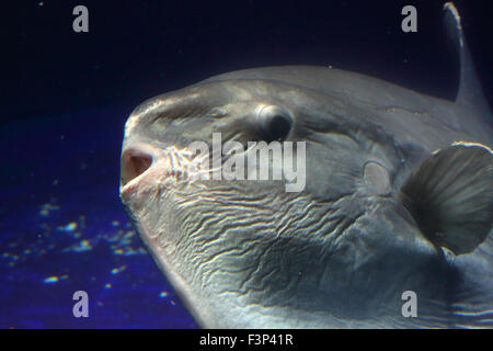 Mondfisch (Mola Mola) in Japan Stockfoto