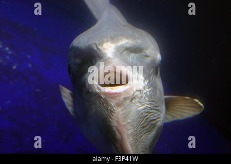 Mondfisch (Mola Mola) in Japan Stockfoto