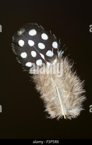 Feder des behelmter Perlhühner (Numida Meleagris) Stockfoto