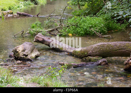 Umgestürzte Bäume und Laub in einem Fluss Stockfoto