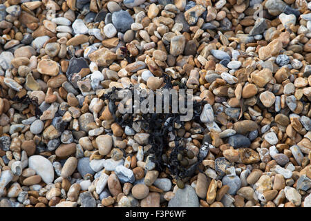 Schwarze Algen am Strand Steinen Stockfoto