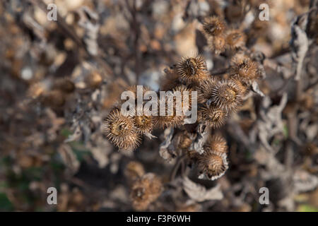 Herbstliche seedheads, Braun und Spiky Stockfoto