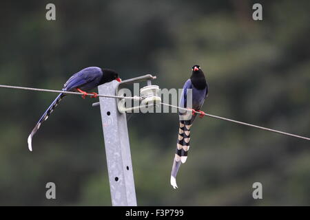 Formosische blaue Elster oder Taiwan Elster (Urocissa Caerulea) in Taiwan Stockfoto