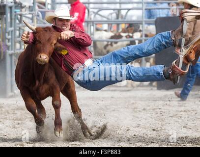 Peking, Kanada. 4. Oktober 2015. Ein Cowboy konkurriert in Steer wrestling Rennen während des Rodeo-Abschnitts der 171. Markham Messeveranstaltung in Markham, Ontario, Kanada, 4. Oktober 2015. © Zou Zheng/Xinhua/Alamy Live-Nachrichten Stockfoto