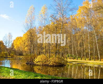 Herbstlandschaft - goldene Birkenwald am Ufer des Sees mit Reflexion und kleine Insel mit Birken, aufgenommen am Putyaevsk Stockfoto
