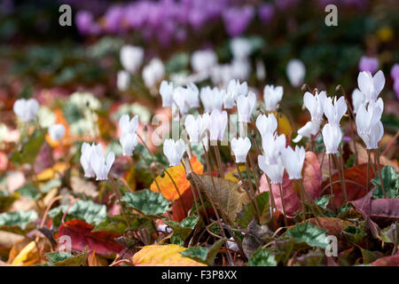 Weiße Cyclamen Hederifolium im Herbst Laub. Stockfoto