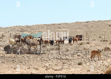 Israel, Negev-Wüste. Eine Herde von Ziegen in ein unbekanntes, Beduin Shanty township Stockfoto