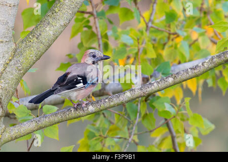 Eichelhäher, Perched auf einem Zweig, Kampanien, Italien (Garrulus Glandarius) Stockfoto