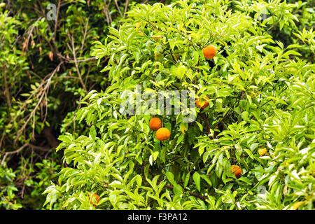 Mandarinen wachsen Stockfoto