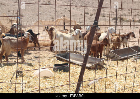 Israel, Negev-Wüste. Eine Herde von Ziegen in ein unbekanntes, Beduin Shanty township Stockfoto