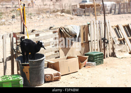 Israel, Negev-Wüste. Eine Herde von Ziegen in ein unbekanntes, Beduin Shanty township Stockfoto