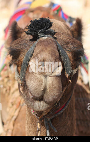 Selektiven Fokus Nahaufnahme Portrait eines Kamels, Negev, Israel Stockfoto