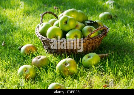 Windfall Bramley-Äpfel im Korb auf Rasen. Stockfoto