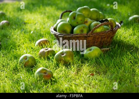 Windfall Bramley-Äpfel im Korb auf Rasen. Stockfoto