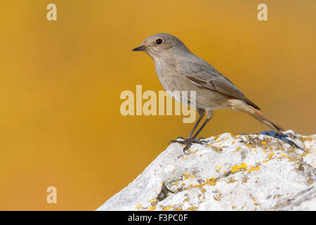 Black Redstart, stehend auf einem Felsen, Kampanien, Italien, (Phoenicurus Ochruros) Stockfoto