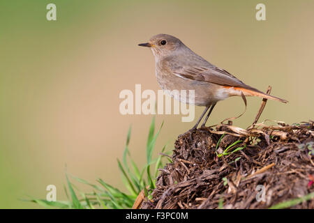 Black Redstart, stehend auf dem Boden, Kampanien, Italien, (Phoenicurus Ochruros) Stockfoto