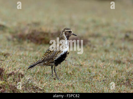 Europäischen Golden Plover Pluvialis Apricaria Männchen in der Zucht Gefieder auf moorland Stockfoto