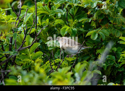 Garden Warbler Sylvia borin Erwachsenen thront in einem Busch Stockfoto