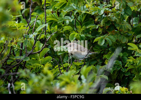 Garden Warbler Sylvia borin Erwachsenen thront in einem Busch Stockfoto