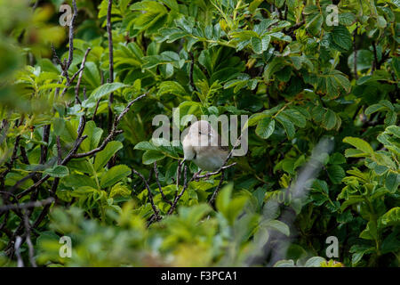 Garden Warbler Sylvia borin Erwachsenen thront in einem Busch Stockfoto