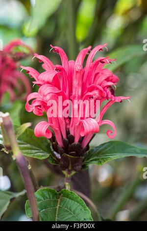 Justicia Carnea - brasilianische Fahne Blume, Brasilianisch-Plume, Flamingo-Blume, jacobinia Stockfoto