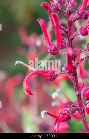 Lobelia Tupa - des Teufels Tabak Stockfoto