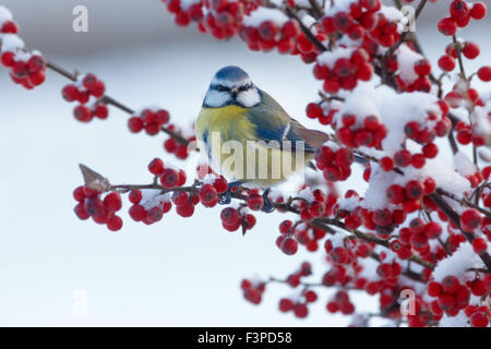 Eine Blaumeise sitzt auf einem Ast eines Schnee bedeckten Pyracantha Busch Stockfoto