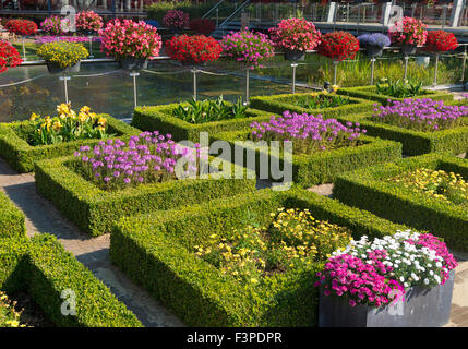 blühende Blumen in einem schönen Garten mit Quadrat schneiden Hecken Stockfoto