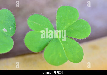 Schöne grüne Blätter von Wasser Klee Stockfoto