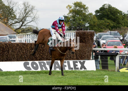 Pferd springt in einen Hindernislauf bei Towcester Rennen, Northamptonshire, England, UK Stockfoto