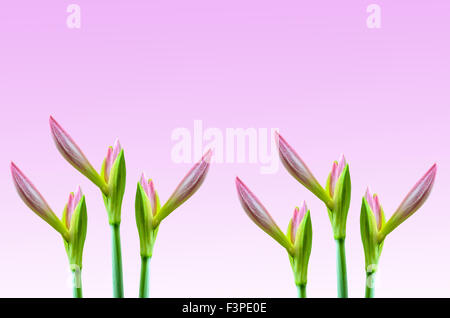 Brechen von Amaryllis Blütenknospe auf rosa Hintergrund Stockfoto