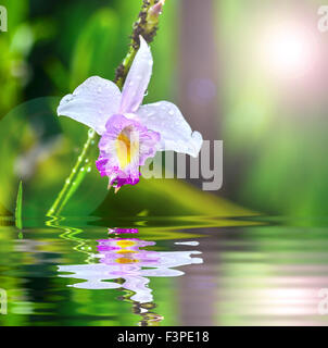 hell lila Orchidee mit Wassertropfen Stockfoto