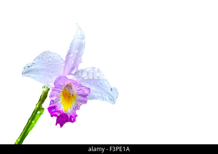 hell lila Orchidee mit Wassertropfen auf weißem Hintergrund Stockfoto