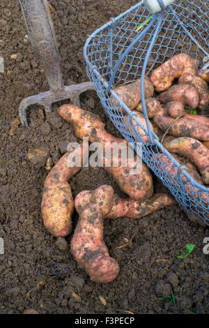 Solanum Tuberosum L - "Pink Fir Apple" Stockfoto