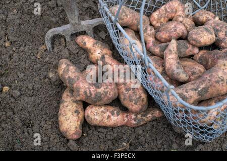 Solanum Tuberosum L - "Pink Fir Apple" Stockfoto