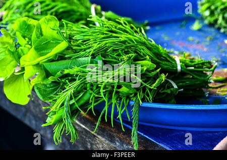 Akazie, Acacia Klettern Stockfoto