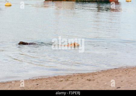 Zwei Labrador Hunde schwimmen im Wasser am hinteren Strand in Teignmouth, Devon, England Stockfoto
