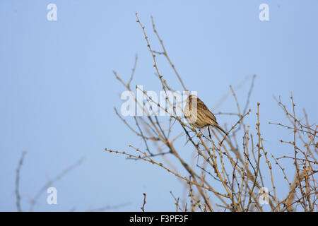 Weißer-browed Rosefinch Stockfoto