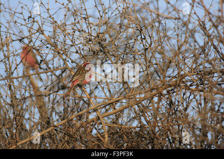 Weißer-browed Rosefinch (Carpodacus Thura) in Nord-China Stockfoto