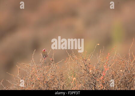Weißer-browed Rosefinch (Carpodacus Thura) in Nord-China Stockfoto