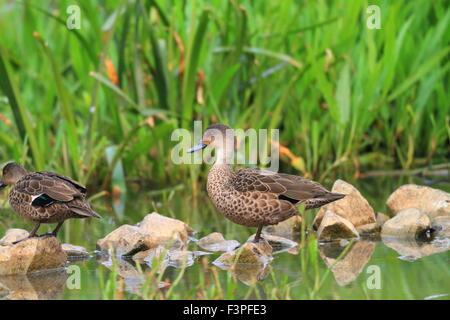 Grey Krickente (Anas Gracilis) in South Australia Stockfoto