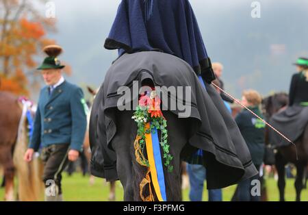 Schwangau, Deutschland. 11. Oktober 2015. Eine Frau in Tracht sitzt auf einem festlich geschmückten Pferd in der Nähe von Schwangau, Deutschland, 11. Oktober 2015. Sie nehmen Teil in das Fest der St. Coloman in Schwangau jedes Jahr gefeiert wird. Fahrer nehmen Teil in einer Prozession und Messe, in dem die Pferde gesegnet sind. Der Legende nach der Ire Coloman ruhte, predigte und trieben Vieh in Schwangau während seiner Pilgerreise von Irland nach Jerusalem. Foto: KARL-JOSEF HILDENBRAND/DPA/Alamy Live-Nachrichten Stockfoto