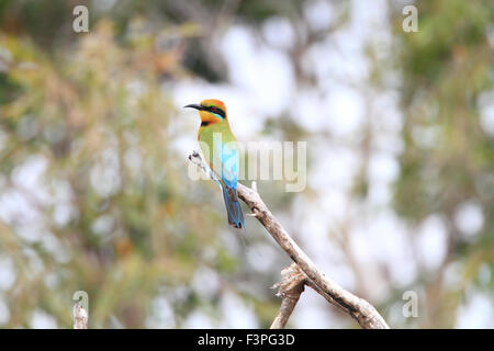 Regenbogen Bienenfresser (Merops Ornatus) in Australien Stockfoto