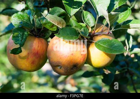 Drei Äpfel der Sorte Ashmead Kernel auf einem Baum wachsen. Stockfoto