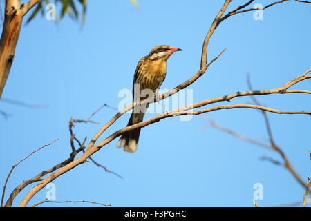 Langusten-cheeked Honigfresser (Acanthagenys Rufogularis) in Australien Stockfoto