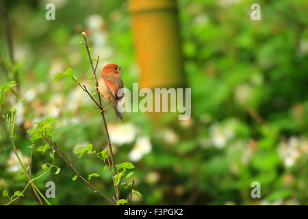 WEINIG-throated Parrotbill (Sinosuthora Webbiana) in China Stockfoto