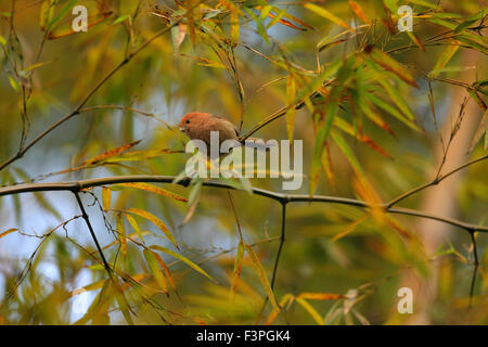 WEINIG-throated Parrotbill (Sinosuthora Webbiana) in China Stockfoto