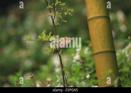 WEINIG-throated Parrotbill (Sinosuthora Webbiana) in China Stockfoto