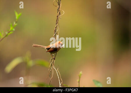 WEINIG-throated Parrotbill (Sinosuthora Webbiana) in China Stockfoto